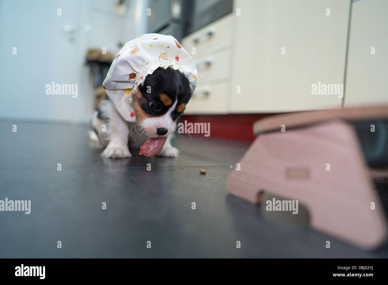 Adorabile cucciolo di re Carlo Spaniel, con indosso un simpatico rivestimento per la testa, si siede sul pavimento di una cucina accanto a una ciotola per nutrire il bambino Foto Stock