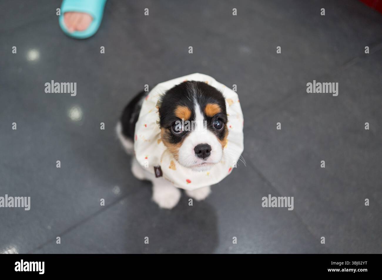 Adorabile cucciolo Cavalier King Charles Spaniel con un accessorio per nutrire sulla testa che guarda con gli occhi espressivi, mostrando il suo fascino e il suo divertimento Foto Stock
