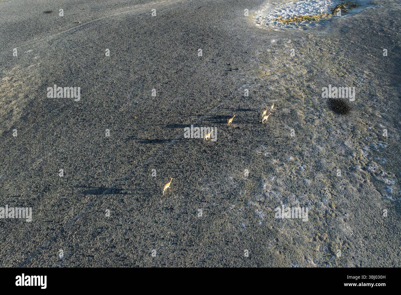 I guanacos vagano con grazia nelle vaste Highlands andine a la Puna, Argentina. Catturate dall'alto, queste eleganti creature vagano per le aspre t Foto Stock