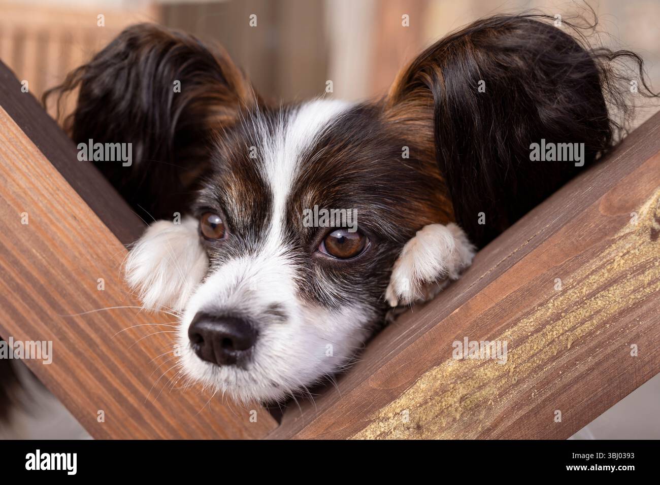 Un adorabile cane Papillon poggia la testa su una superficie di legno, mostrando i suoi occhi espressivi e le sue distintive orecchie simili a una farfalla in un ambiente tranquillo e accogliente Foto Stock