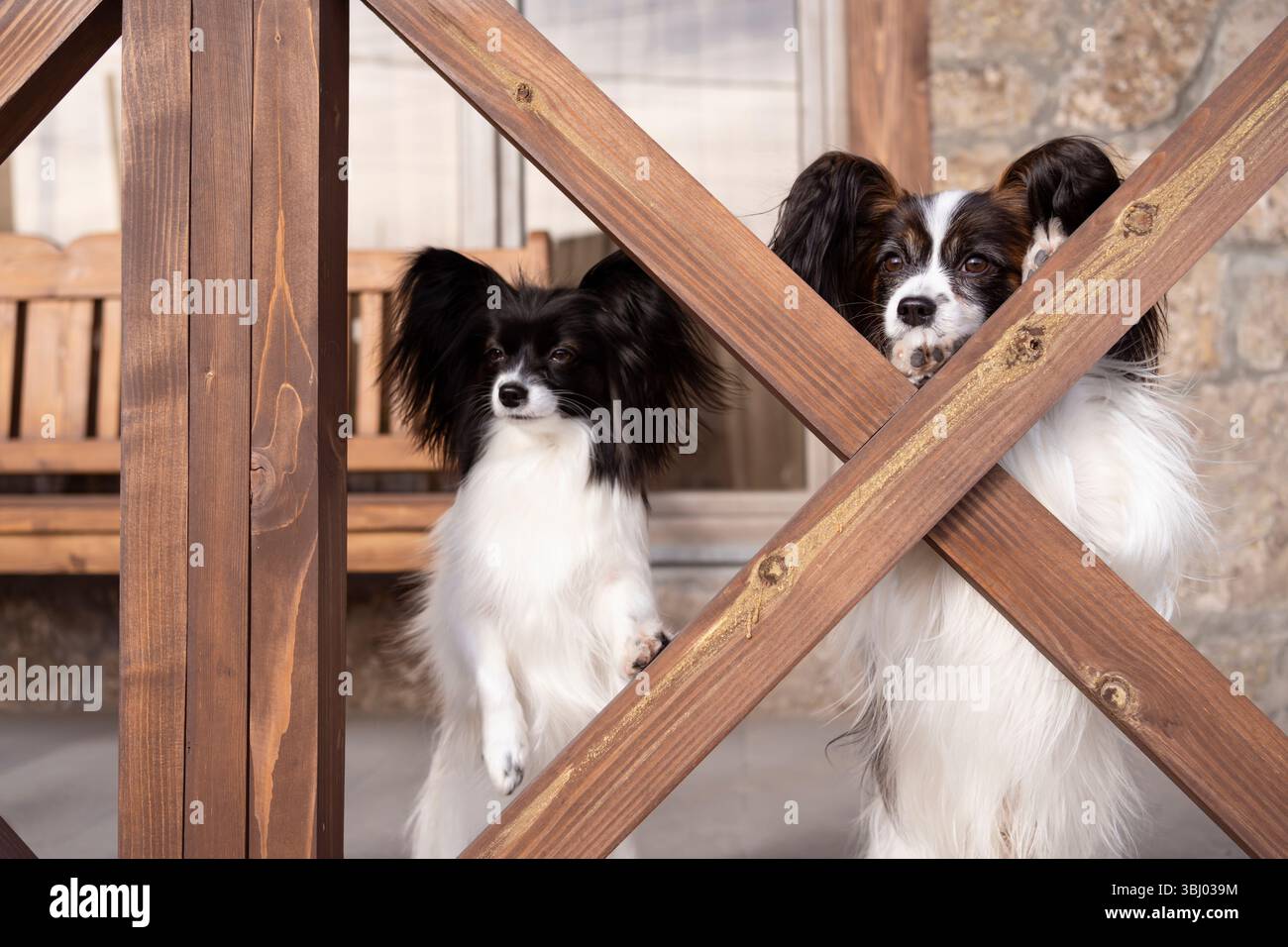 Un paio di eleganti cani papillon si rilassano su un'accogliente veranda, le loro lunghe orecchie e i volti espressivi messi in risalto dalla luce naturale. Incarnano la lealtà e la comp Foto Stock
