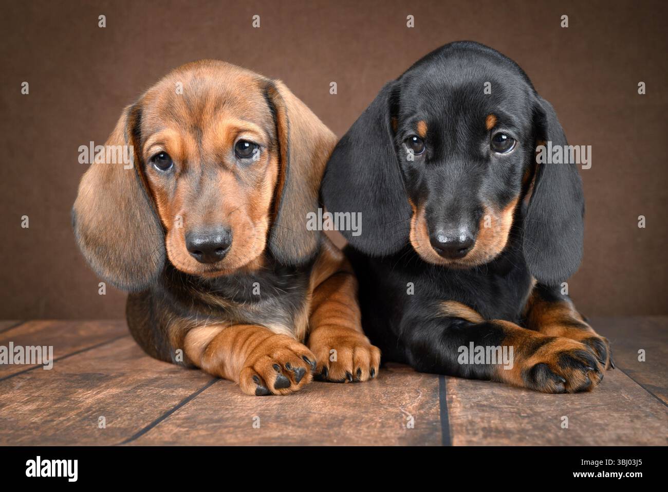 Un paio di piccoli cuccioli di dachshund si trovano su uno sfondo scuro, trasudando graziosità e fascino. I loro occhi espressivi e la morbida pelliccia contribuiscono a creare un irresisti Foto Stock