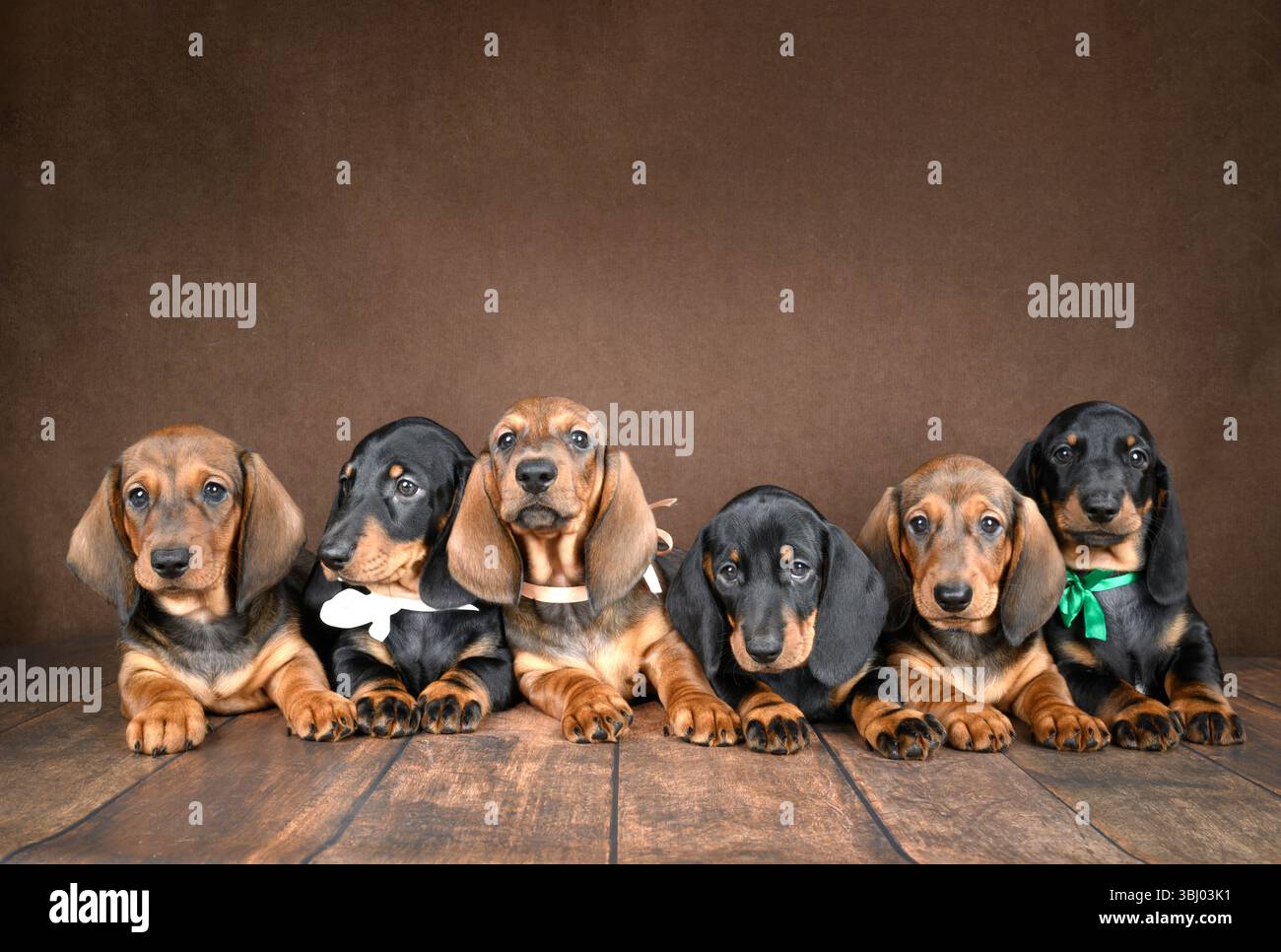 Un affascinante gruppo di piccoli cuccioli di dachshund posero insieme su uno sfondo scuro. I loro occhi curiosi e le loro orecchie floppy sono un adorabile e commovente Foto Stock