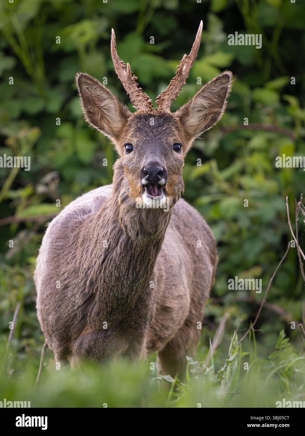 Maschio Roe Deer (Capreolus capreolus), Cambridgeshire, Inghilterra Foto Stock