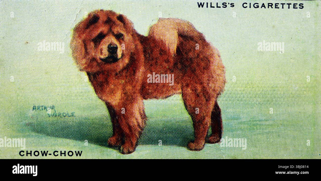 Chow-Chow: Costruito con potenza con un cappotto denso e un sottostrato resistente agli agenti atmosferici, originario della Cina. Da una serie di carte di sigarette sui cani che hanno evidenziato l'arte di Arthur Wardle. Pubblicate nel 1938 dalla casa produttrice di tabacco W. D. & H. O. Wills, carte come questa erano una delle norme del tempo. Foto Stock