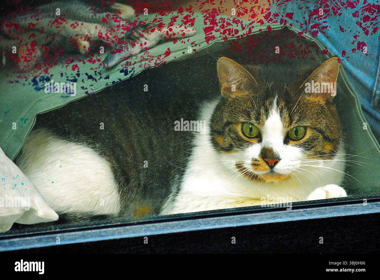 Tabby e gatto bianco che riposano dietro una finestra con tende colorate Foto Stock