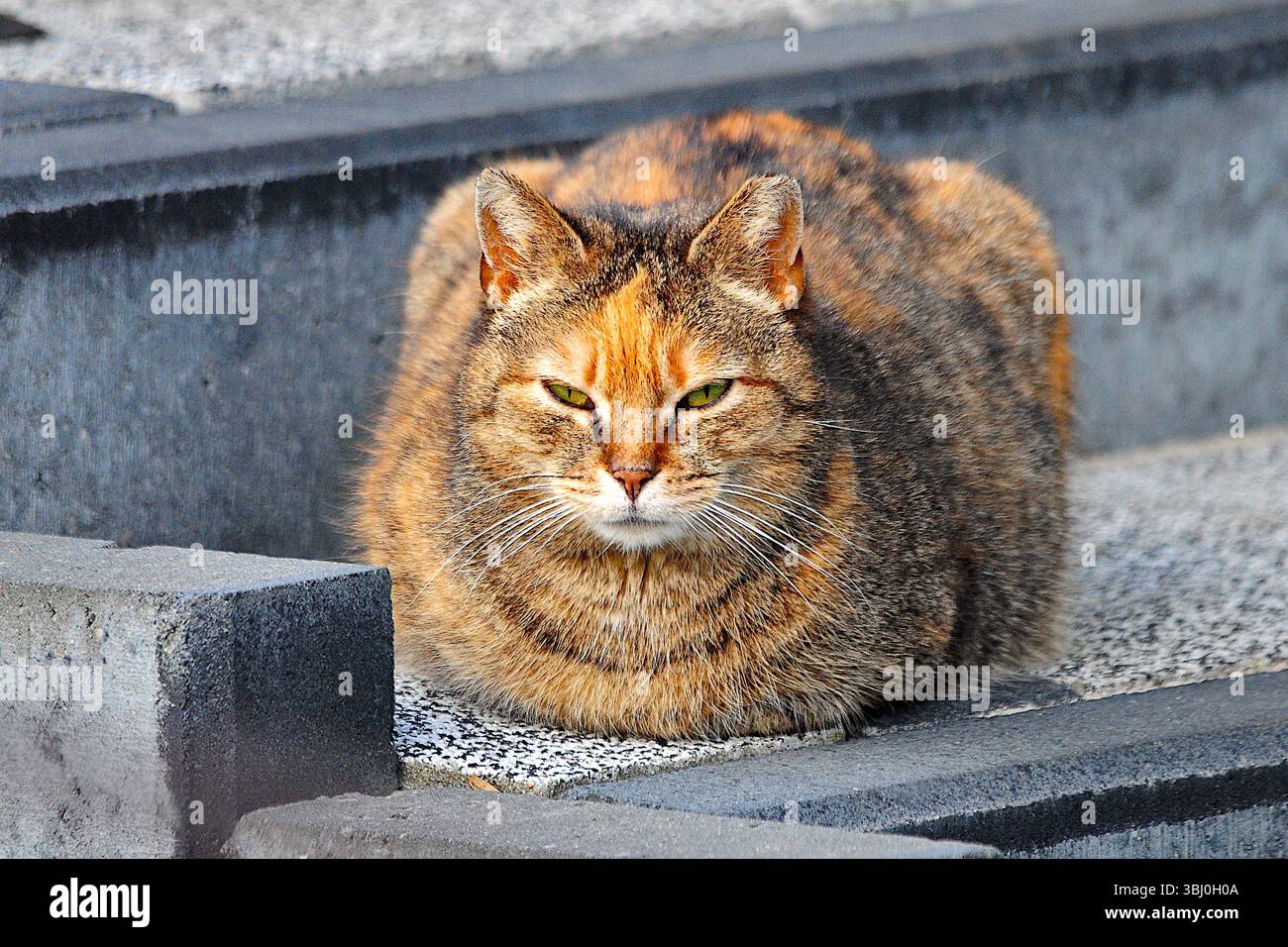 Gatto tozzo paffuto appoggiato su gradini di cemento con gli occhi chiusi Foto Stock