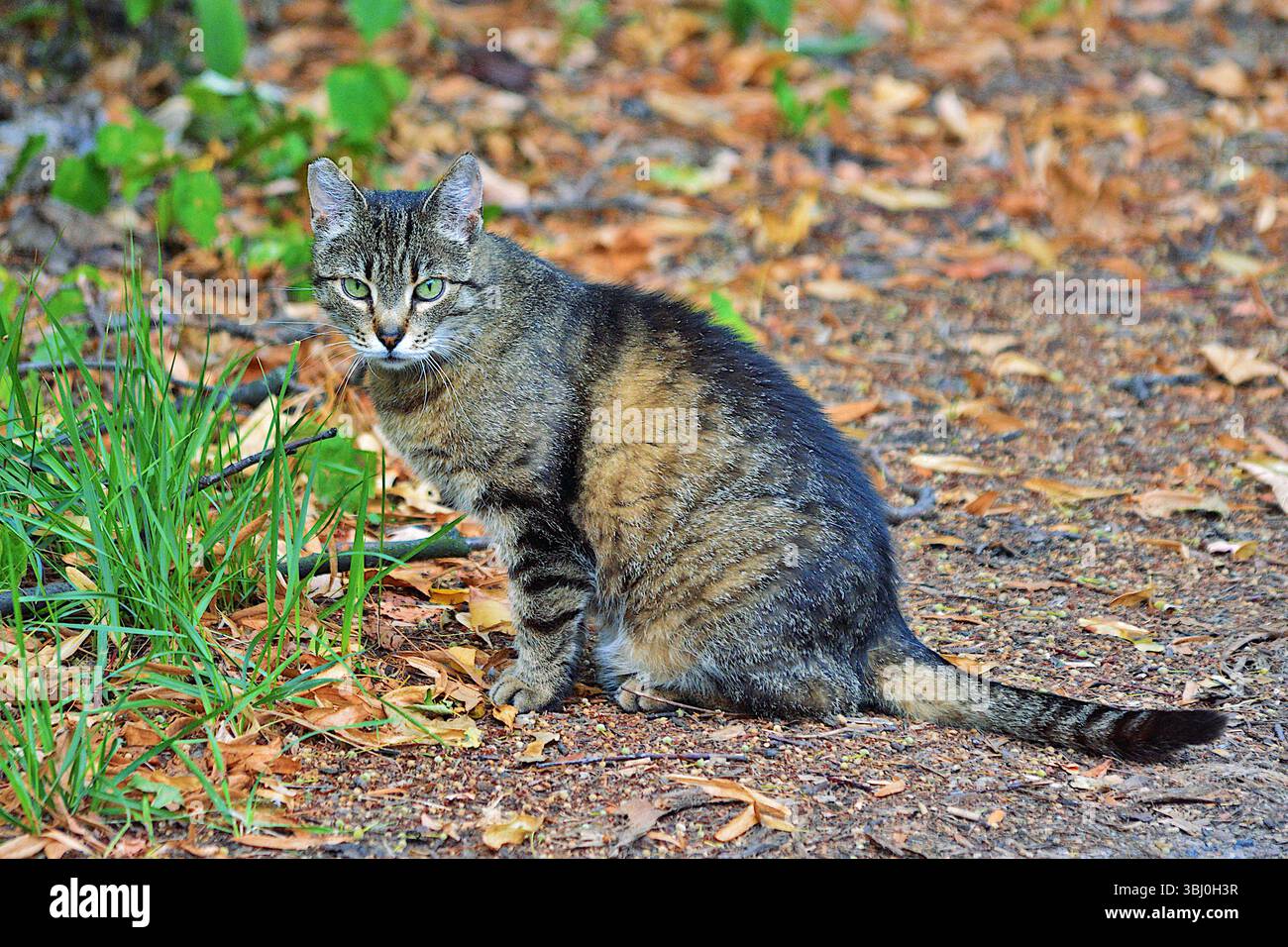 Gatto Tabby seduto all'aperto per terra con foglie autunnali Foto Stock
