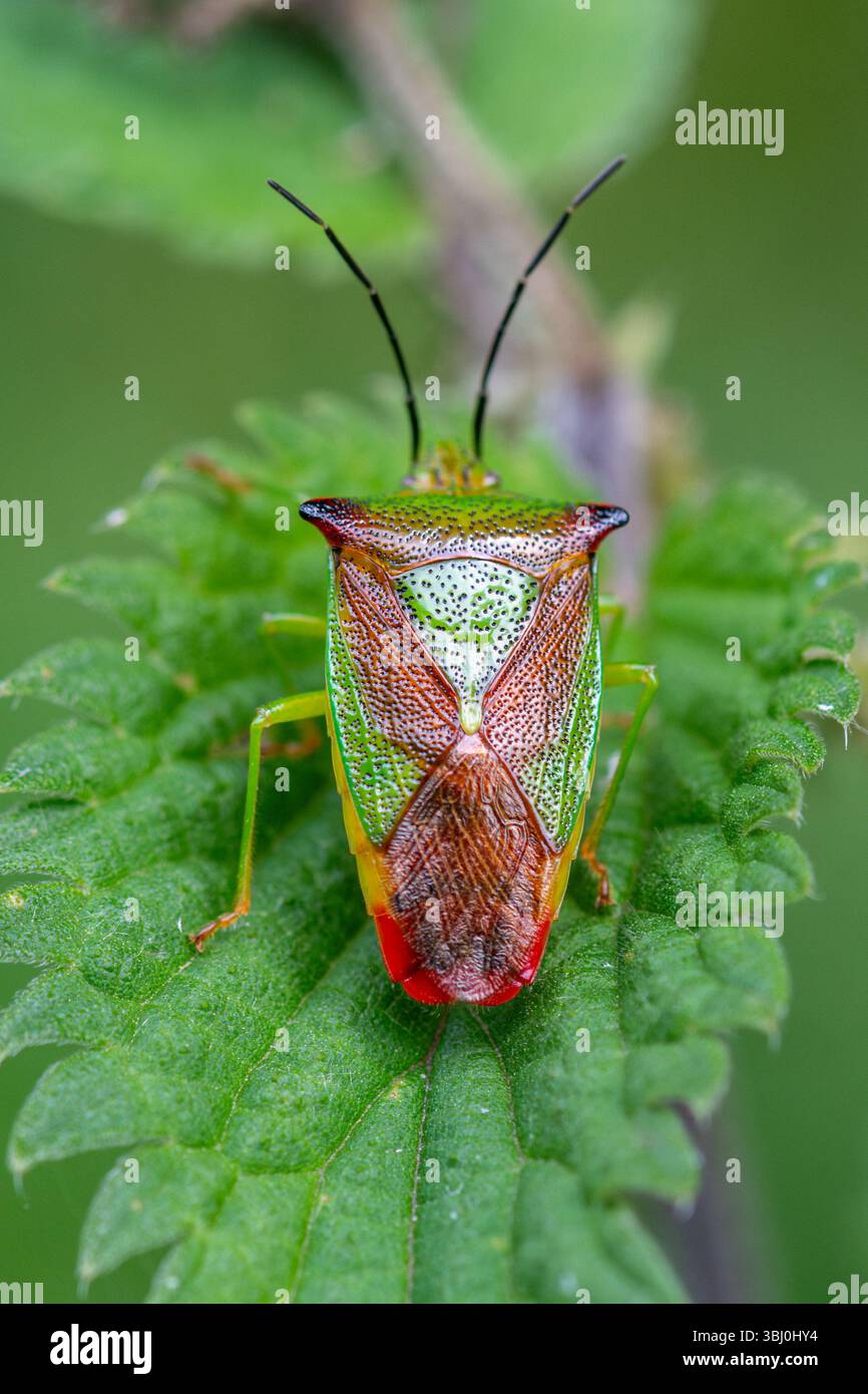 Hawthorn shieldbug (Acanthosoma emorroidale), Inghilterra, Regno Unito Foto Stock