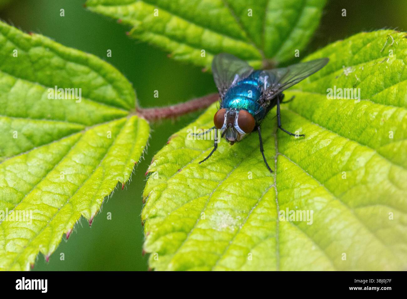 Bluebottle Fly on Leaf, Inghilterra, Regno Unito Foto Stock