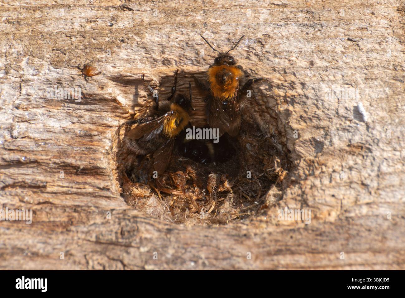 Tree bumblebee (Bombus hypnorum) nidificano in una scatola per uccelli da giardino, con i bumblebees intorno al buco, Hampshire, Inghilterra, Regno Unito Foto Stock