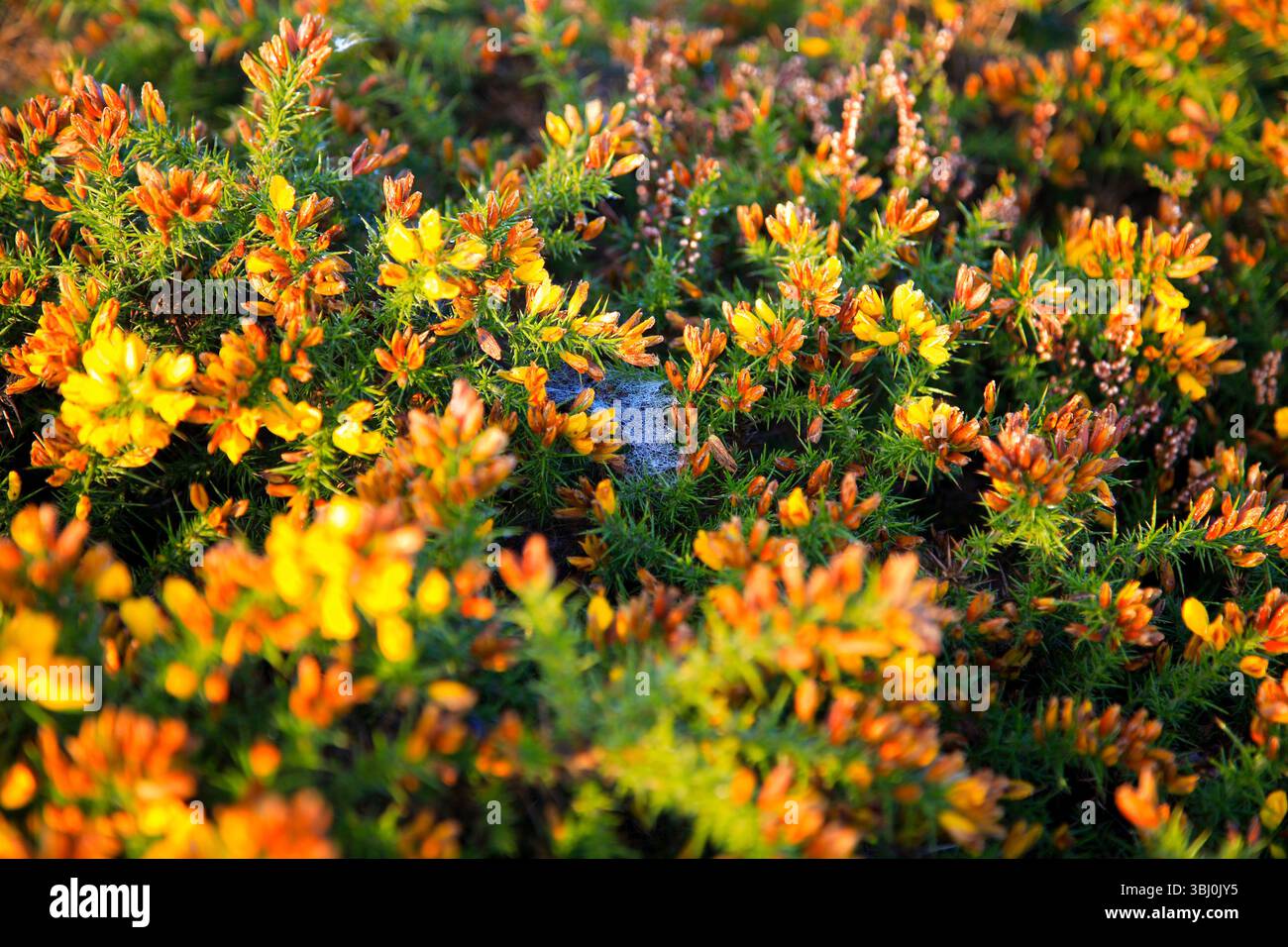 I meravigliosi colori di un Gorse Bush di ottobre con una ragnatela catturata nel mezzo: L'Inghilterra rurale Foto Stock