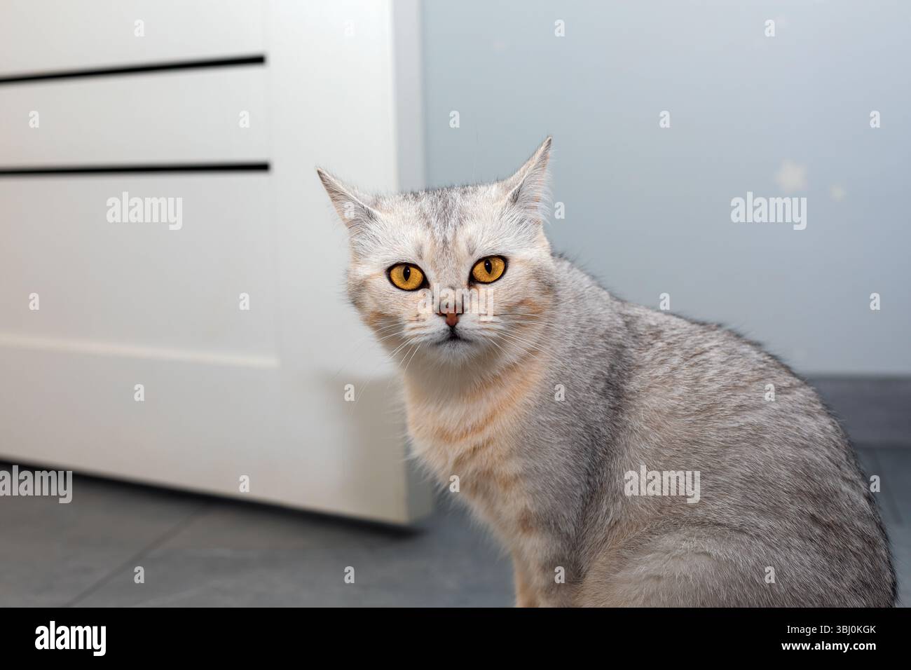 Gatto domestico grigio con occhi color ambra che si stagliano su un pavimento piastrellato e guardano direttamente la telecamera in un ambiente interno moderno. Foto Stock