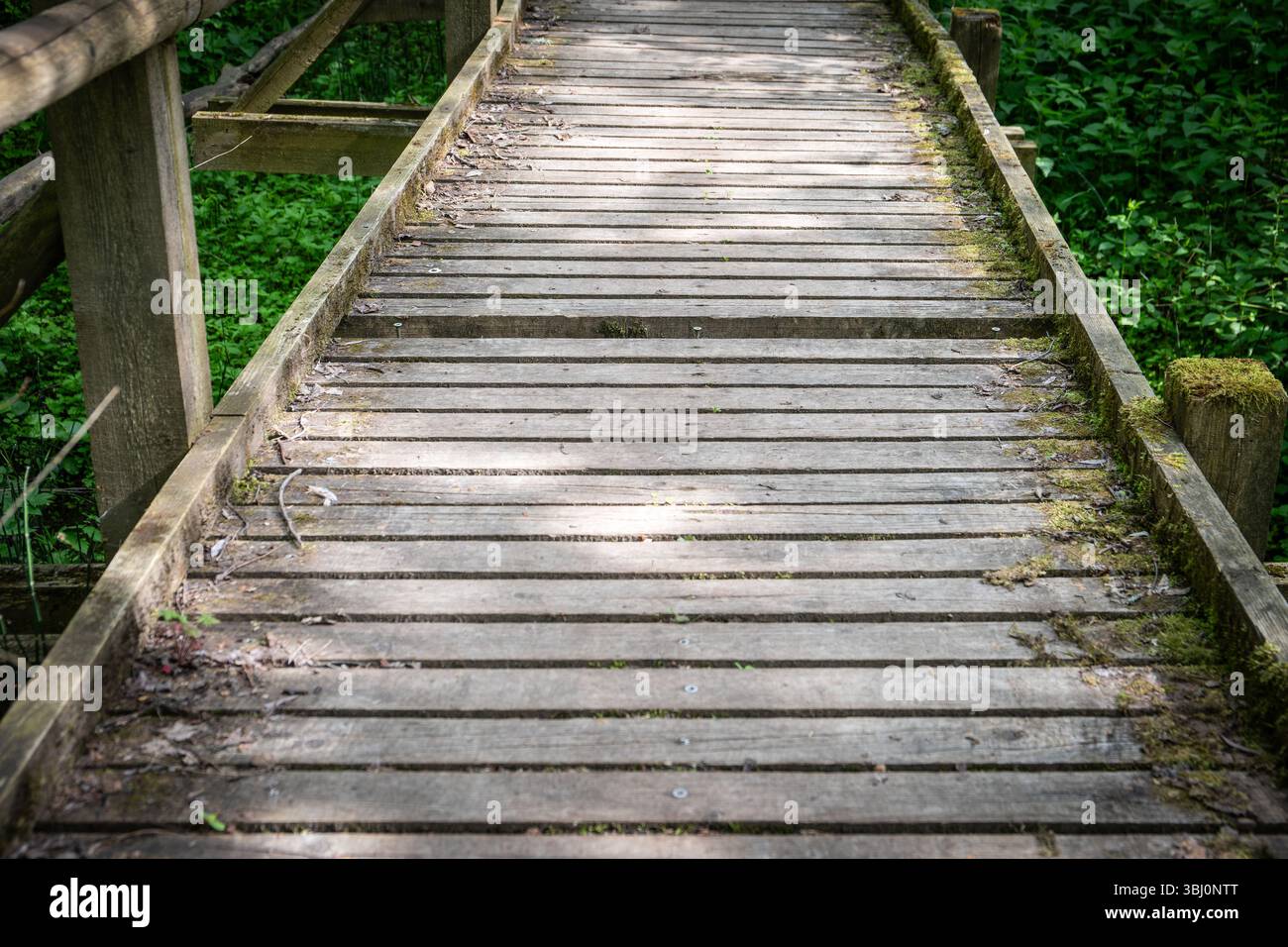 Vecchio passerella in legno con muschio e ombre nel percorso naturalistico della foresta. Foto Stock