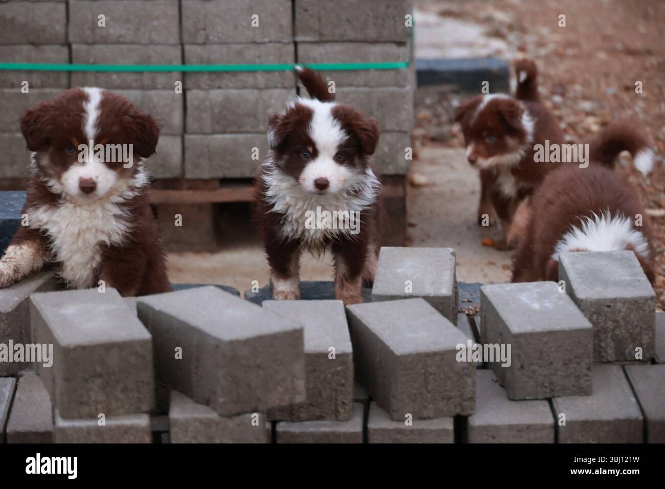 Un gruppo di cuccioli è seduto su un mucchio di mattoni Foto Stock