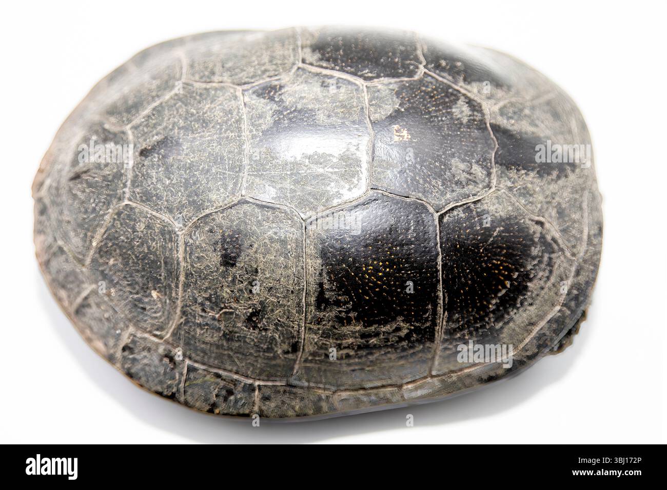 Primo piano di una tartaruga europea di stagno (Emys orbicularis) seduta su una roccia. Isolato su sfondo bianco, vista dettagliata di shell e texture della pelle. Foto Stock