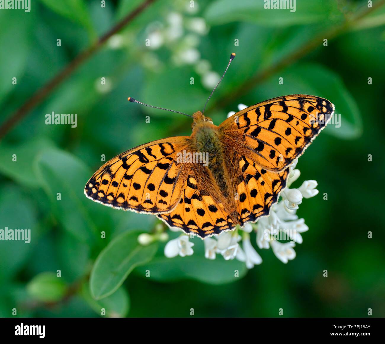 Fritillary verde scuro che si avvicina al Wild Privet. Harewood Common, Andover, Hampshire, Inghilterra. Foto Stock