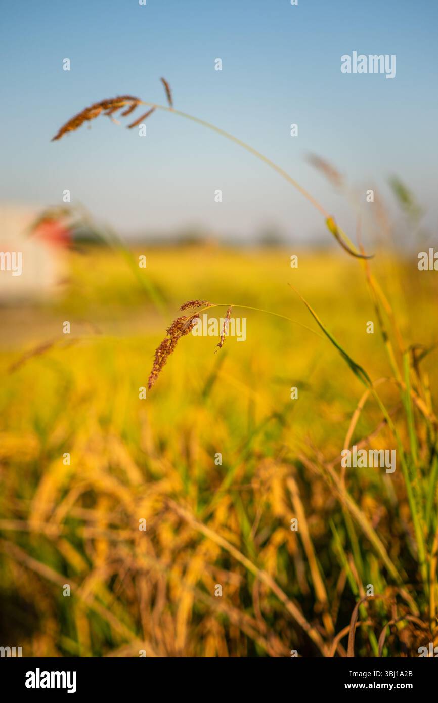 Macina di gambi di riso con chicchi maturi prima della raccolta nel nord Italia. Mette in risalto le consistenze biologiche e l'agricoltura naturale. Foto Stock