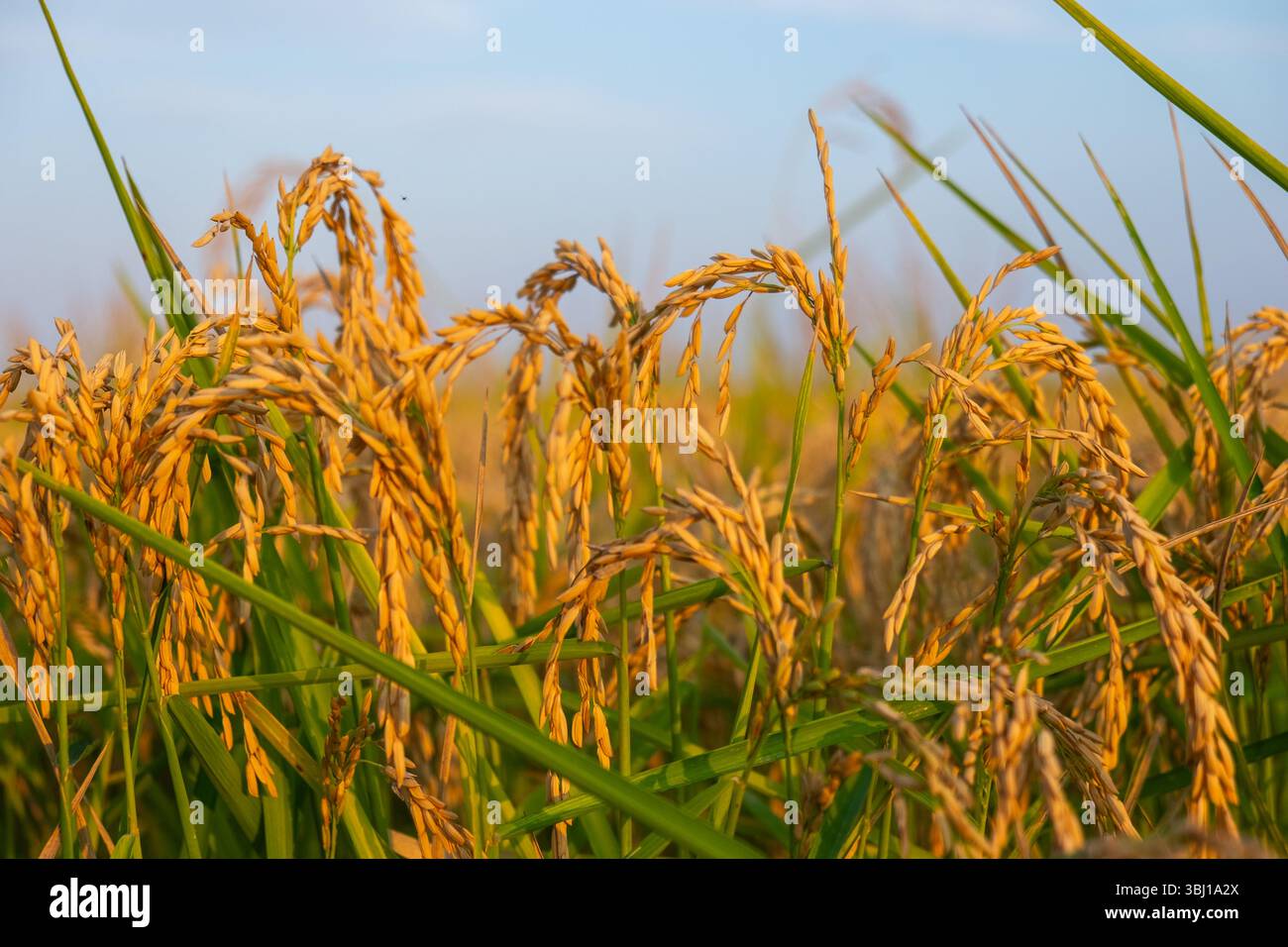 Primo piano di grani di riso dorati pronti per la raccolta in un campo italiano. Rappresenta la produzione alimentare, la sostenibilità e l'agricoltura biologica. Foto Stock