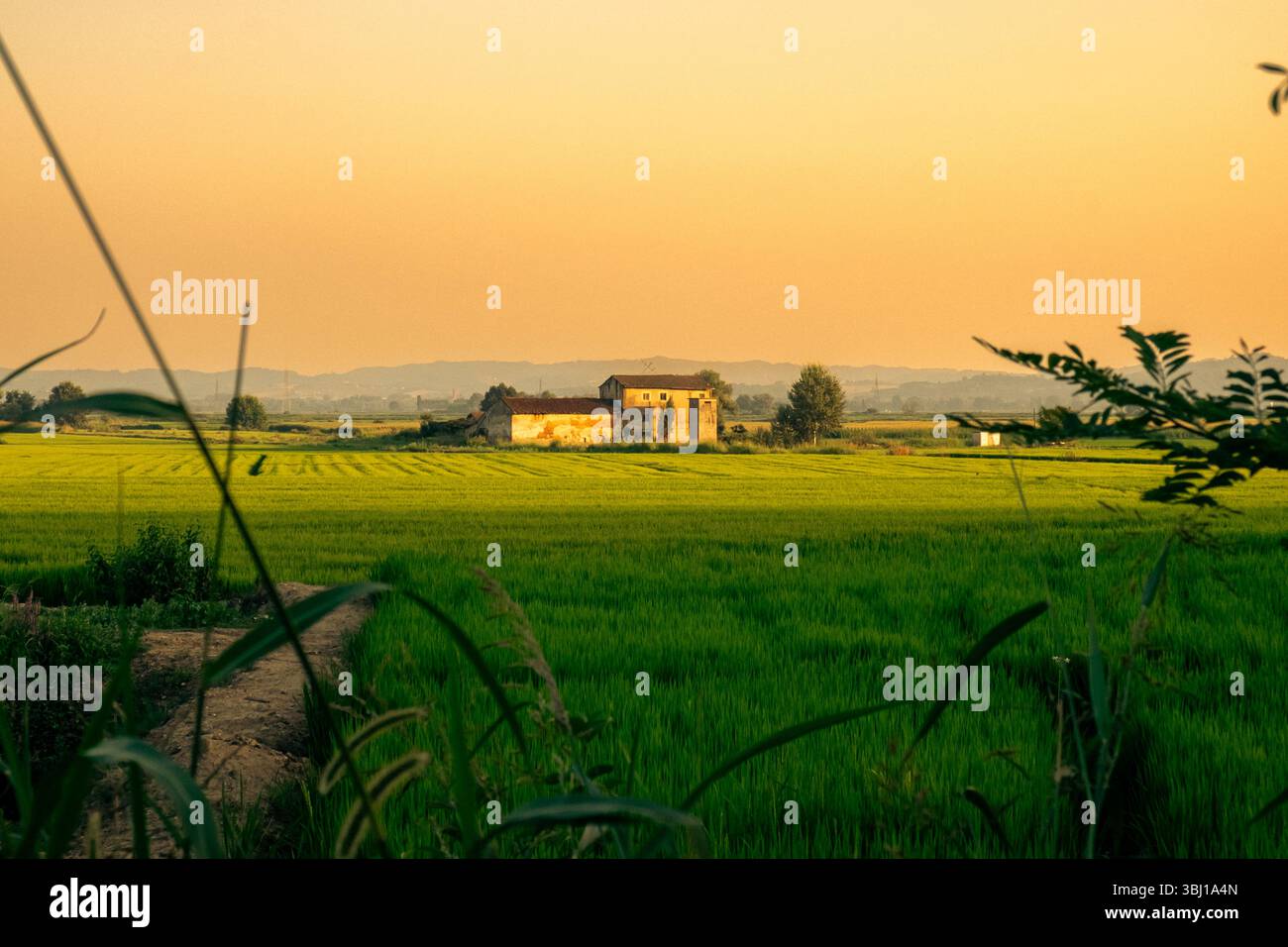 Casa colonica tradizionale illuminata dalla luce del tramonto tra le risaie piemontesi. Cattura il fascino rurale italiano e il patrimonio agricolo durante l'ora d'oro. Foto Stock