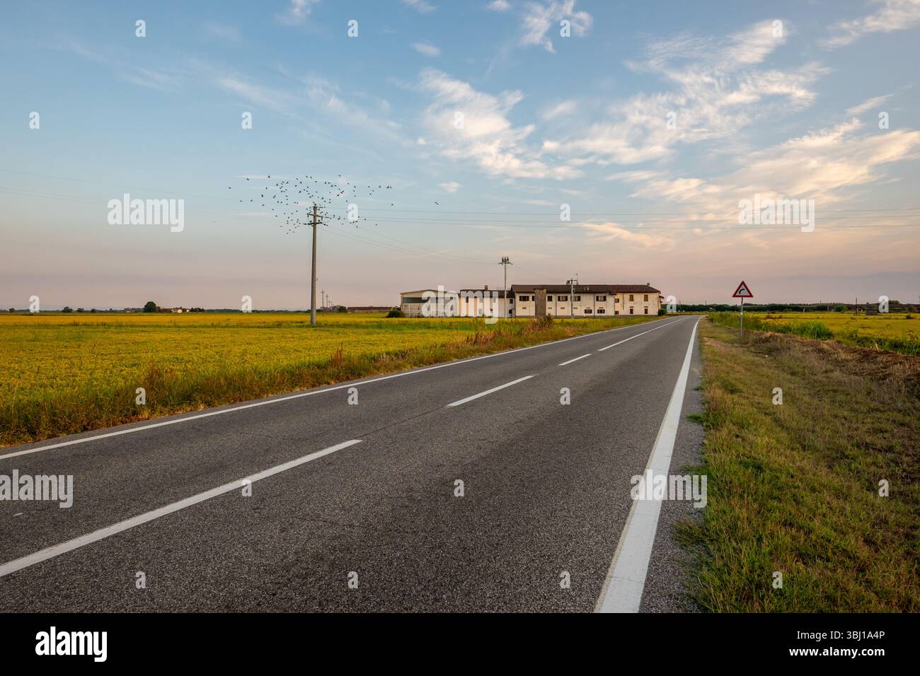 Strada di campagna dritta che attraversa risaie nel nord Italia. Paesaggio simmetrico di coltivazione, viaggio e infrastrutture rurali in Piemonte. Foto Stock