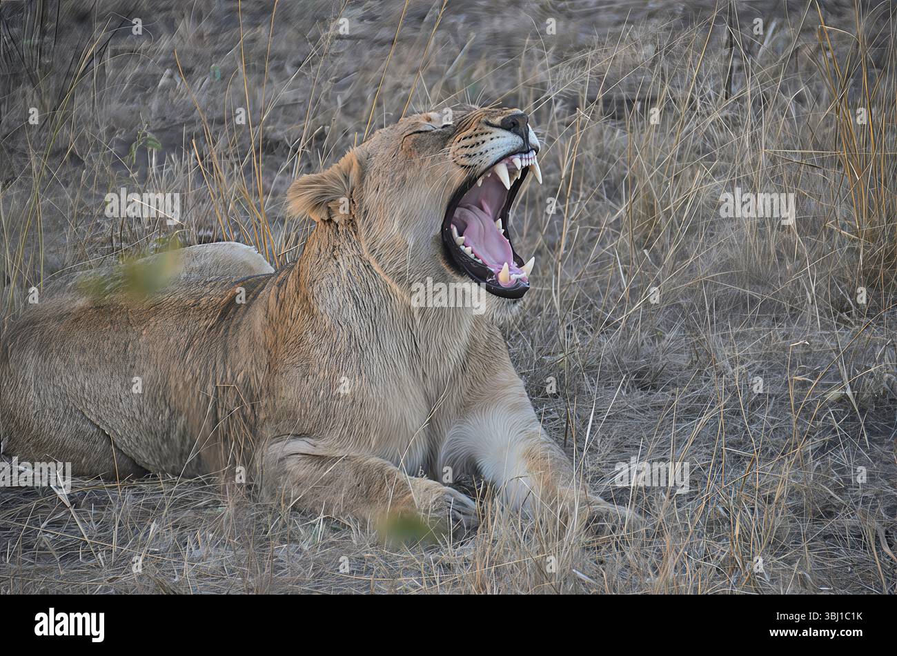 La leonessa sbadigliante poggia sull'erba asciutta, esponendo denti affilati e ganasce robuste. Un momento sincero nella savana africana catturato in luce soffusa. Foto Stock