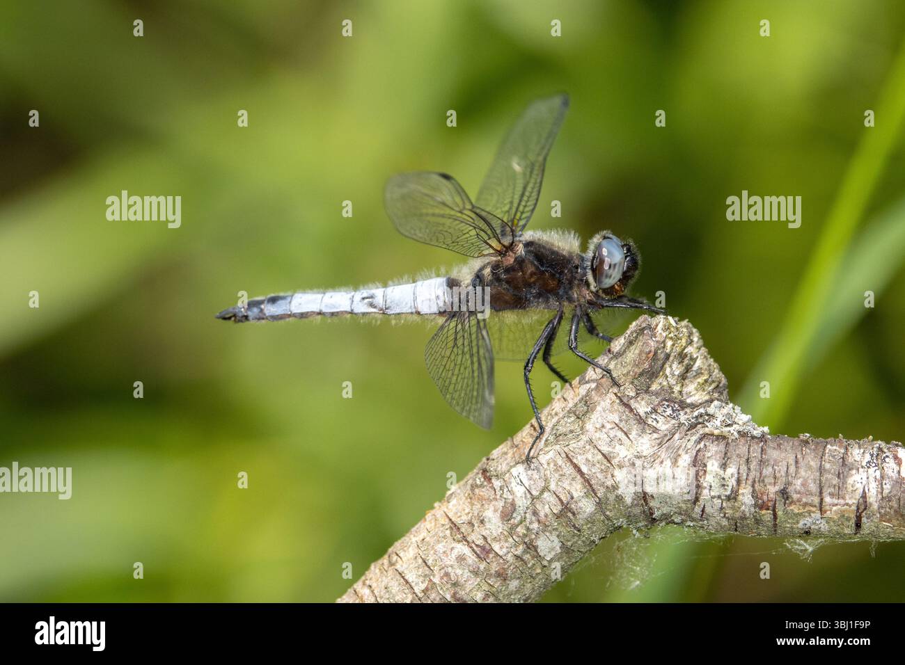 Scarsa Chaser Libellula Foto Stock