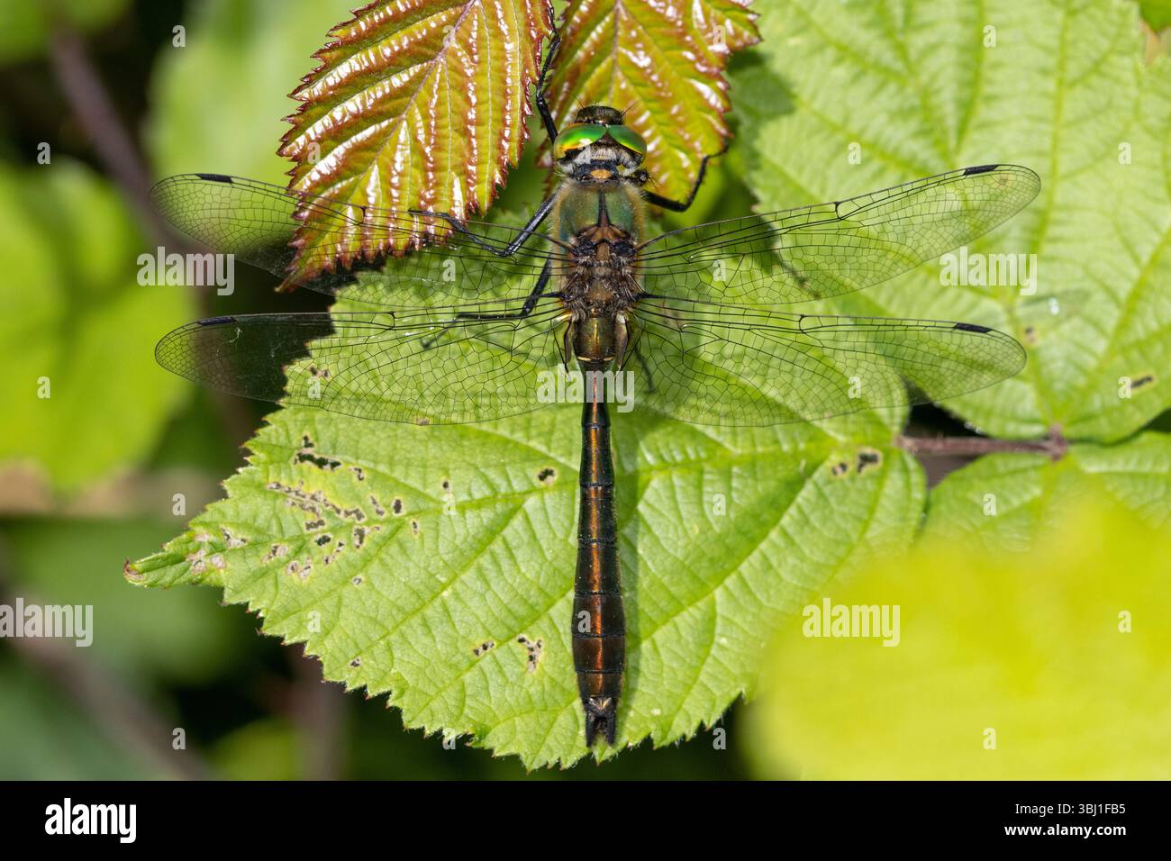 Roverella Libellula Smeraldo Foto Stock