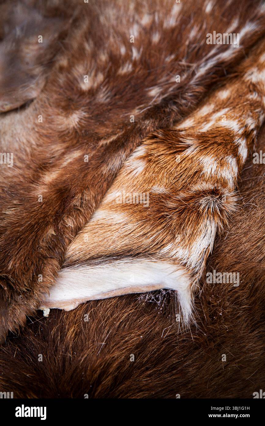 Pelli di cervo a riposo maculate Foto Stock