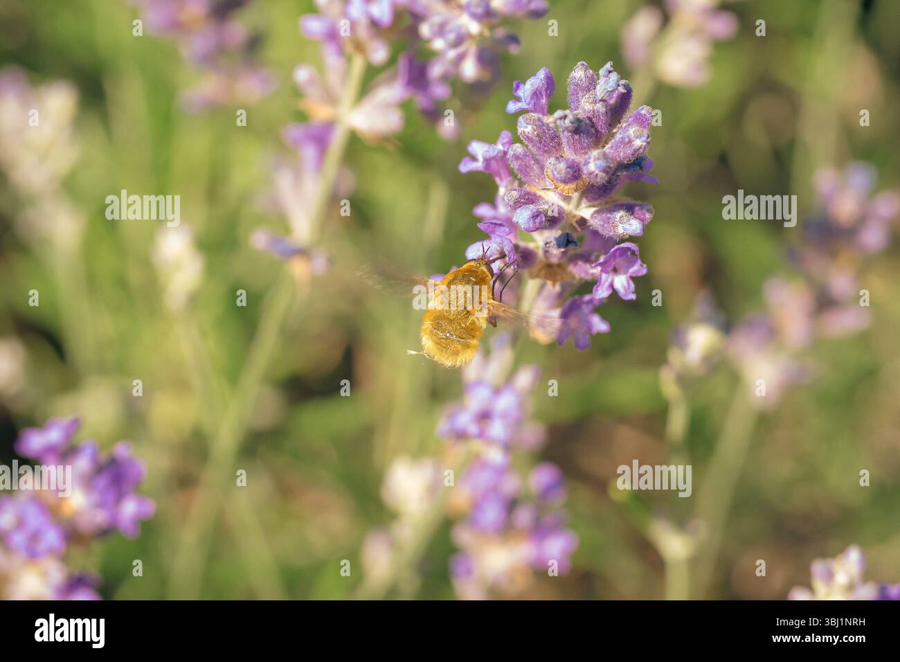 A Bee Fly sorvola la lavanda Foto Stock