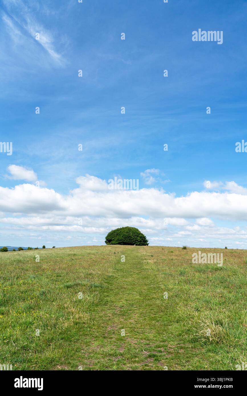 Win Green vicino a Shaftesbury Dorset Foto Stock