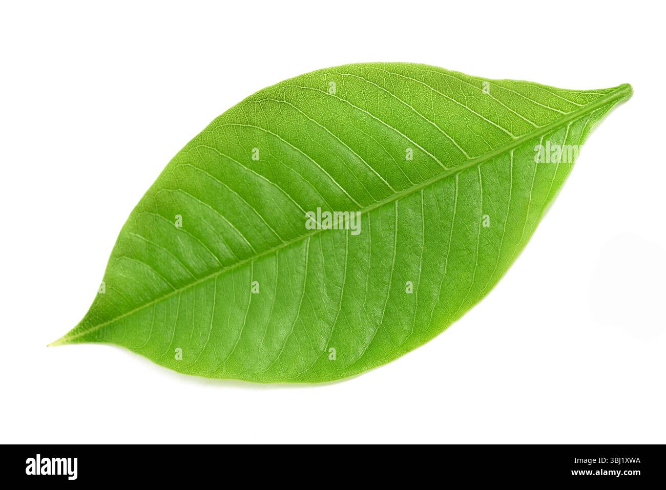 Foglia di Baobab isolata su bianco Foto Stock