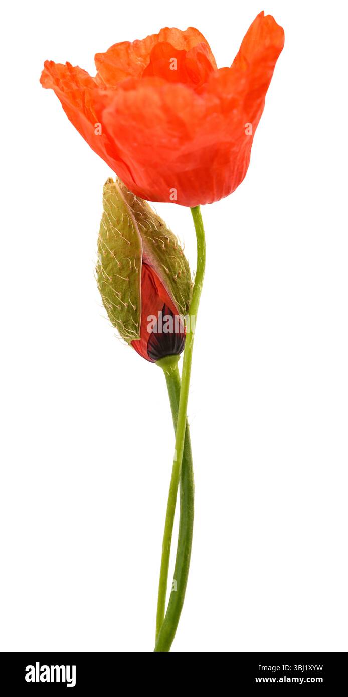 Fiore di papavero rosso e boccioli isolati su sfondo bianco Foto Stock