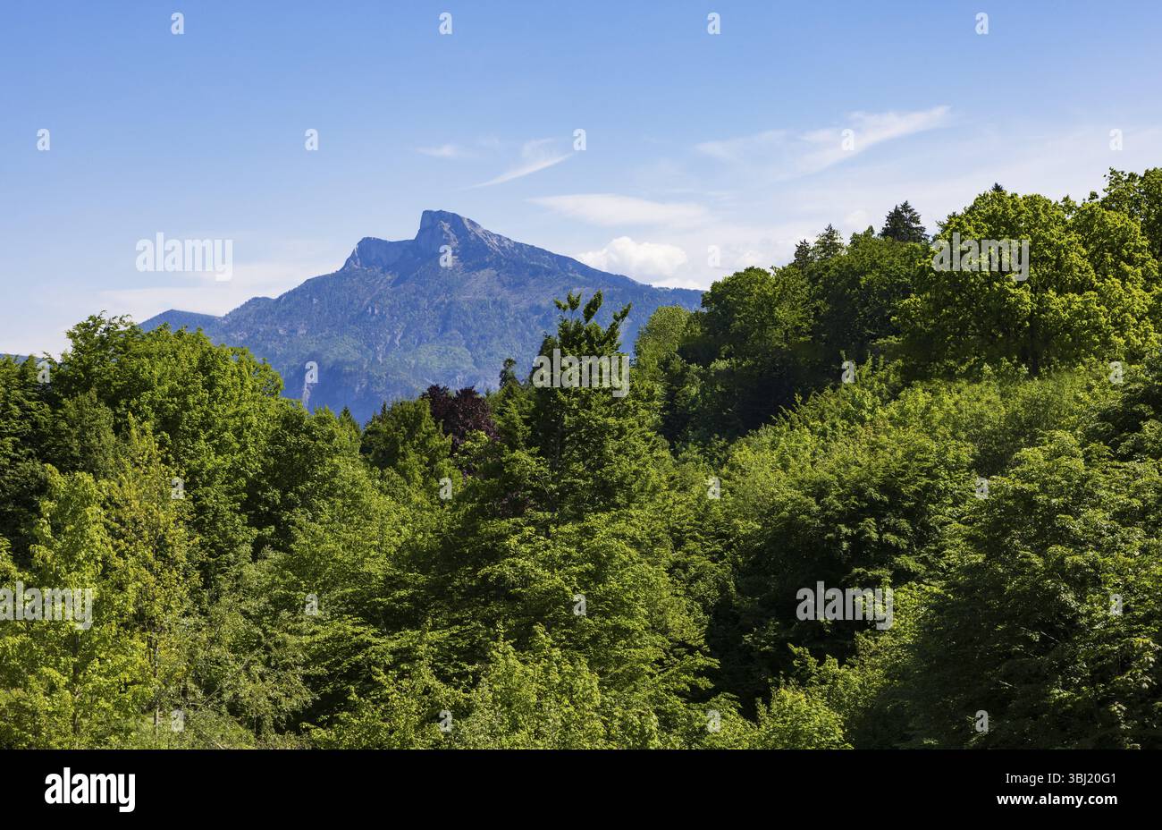 Fitta foresta decidua alle sue spalle sorge Schafberg, Mondseeland, Mondsee, Salzkammergut, alta Austria, Austria, Europa Foto Stock
