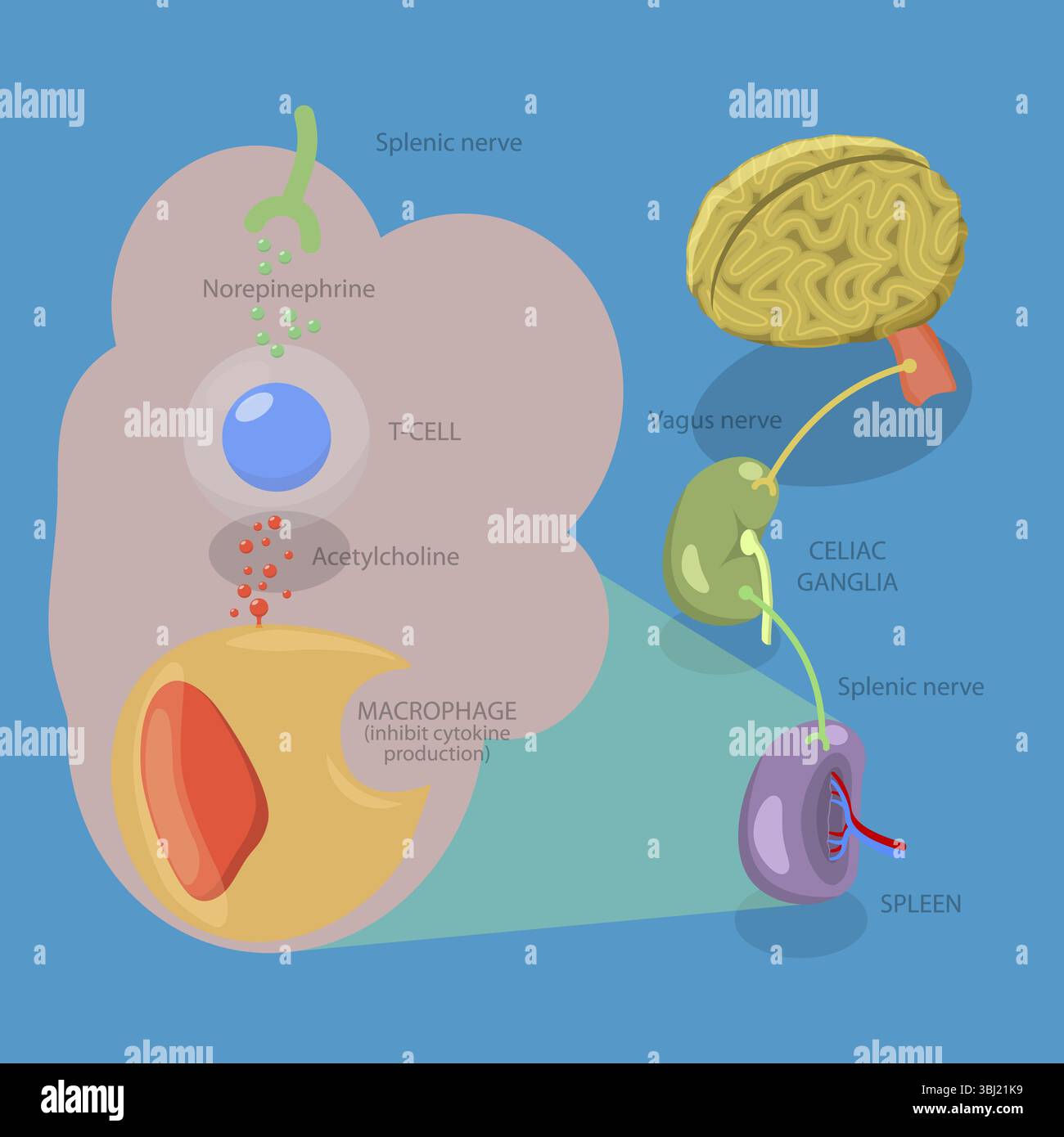 Illustrazione piatta isometrica 3D del sistema nervoso parasimpatico, diagramma medico Foto Stock