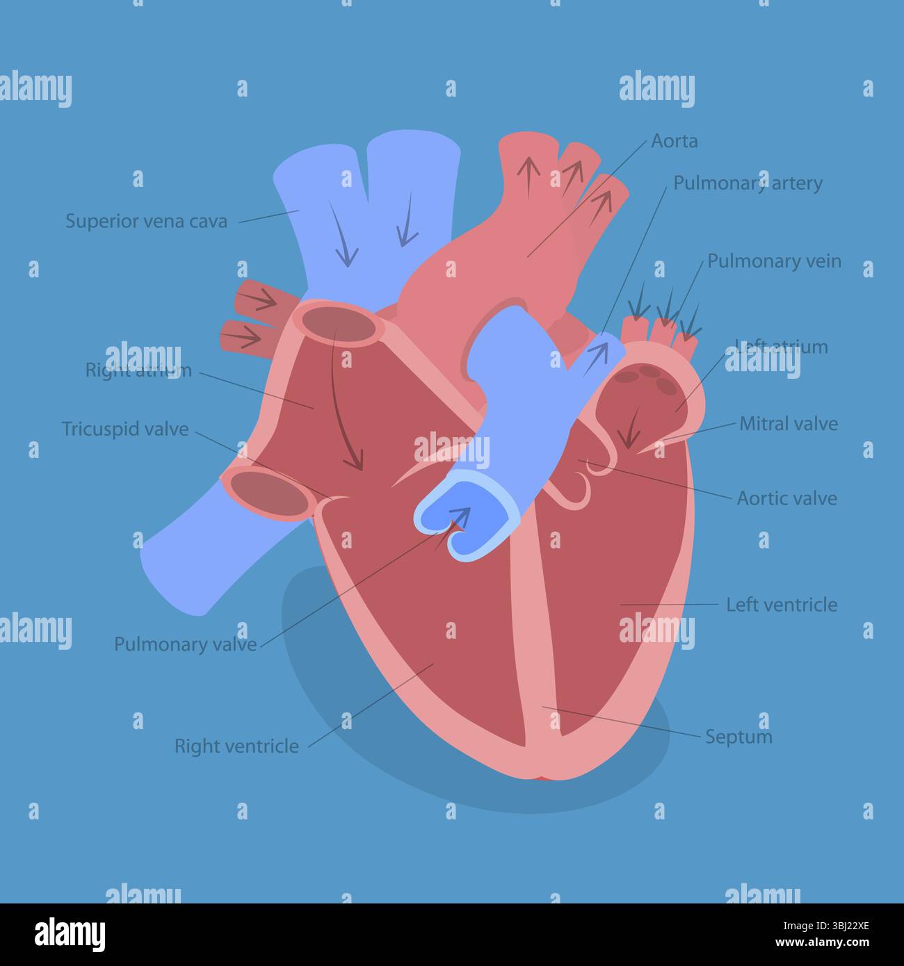 Illustrazione piatta isometrica 3D dell'anatomia cardiaca, infografica specialistica di cardiologia Foto Stock