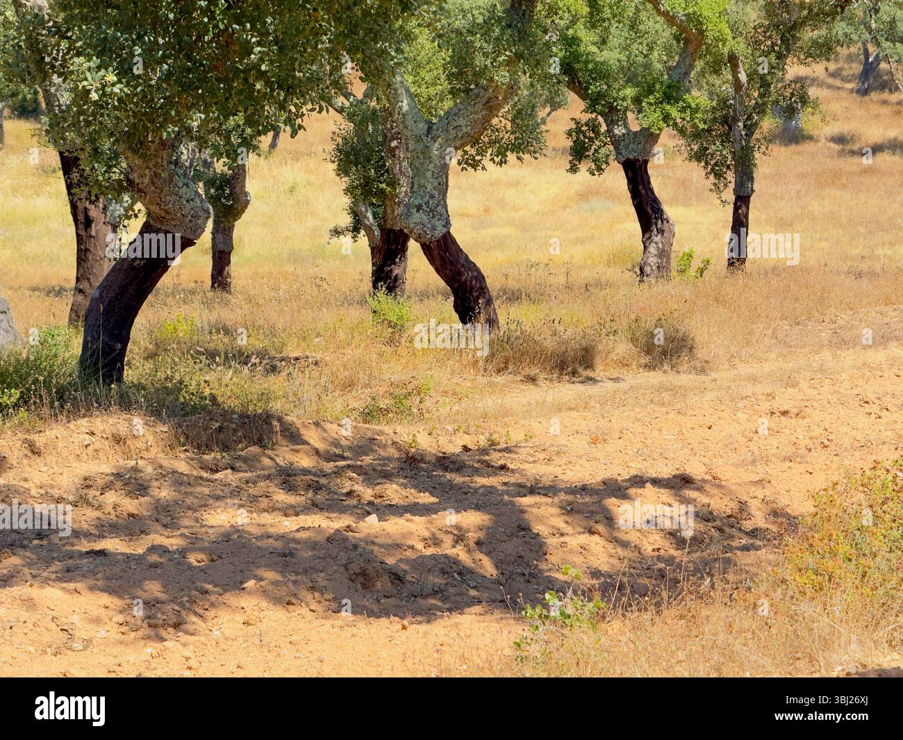 Querce da sughero in un paesaggio estivo asciutto ad Alentejo, in Portogallo, che mostra cortecce raccolte e il tipico paesaggio boschivo mediterraneo. Foto Stock
