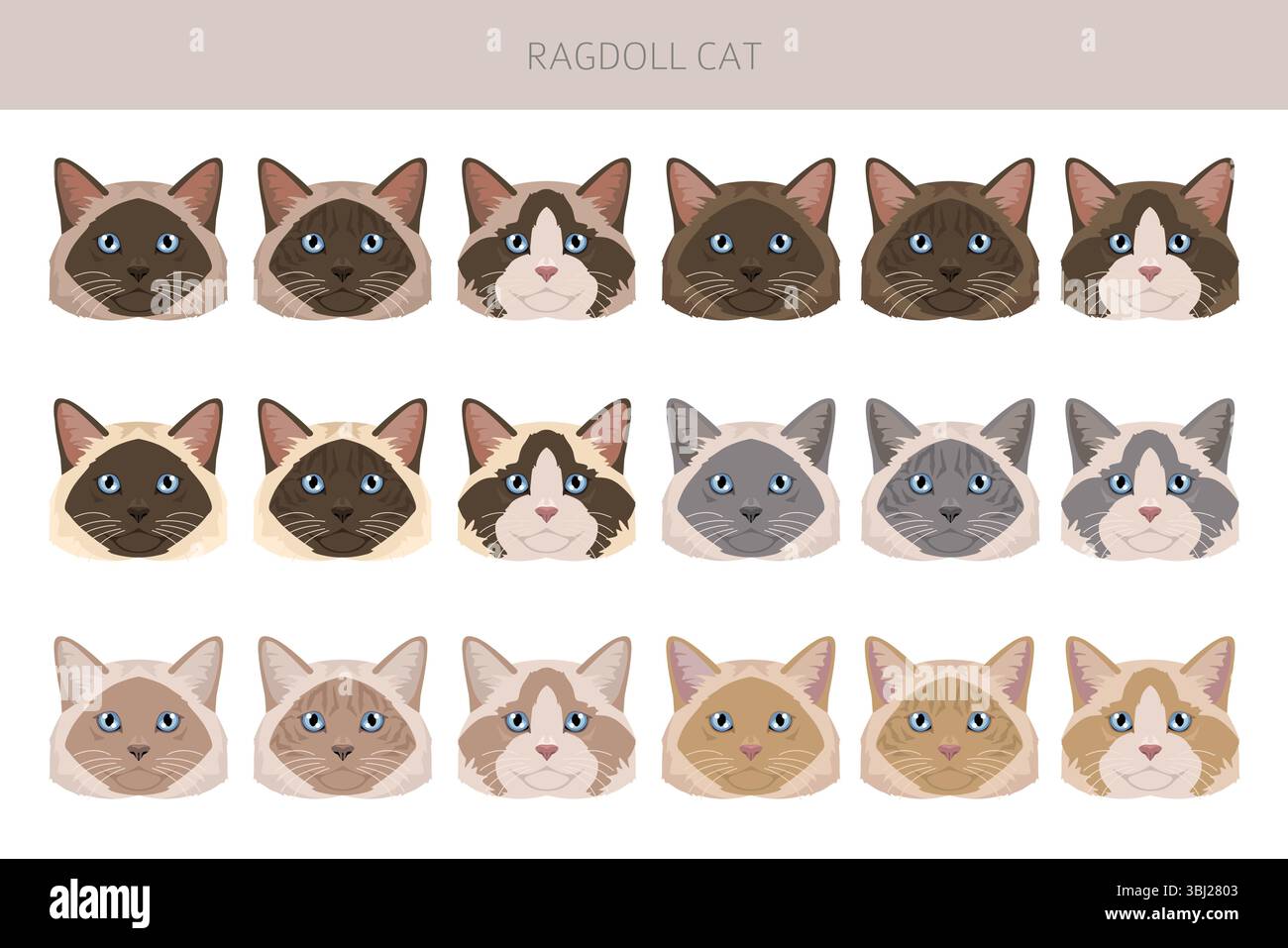 Clipart di Ragdoll Cat. Set di colori per tutti i rivestimenti. Infografica sulle caratteristiche di tutte le razze di gatto. Illustrazione vettoriale Illustrazione Vettoriale