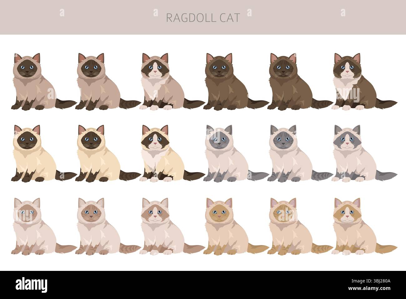 Clipart di Ragdoll Cat. Set di colori per tutti i rivestimenti. Infografica sulle caratteristiche di tutte le razze di gatto. Illustrazione vettoriale Illustrazione Vettoriale