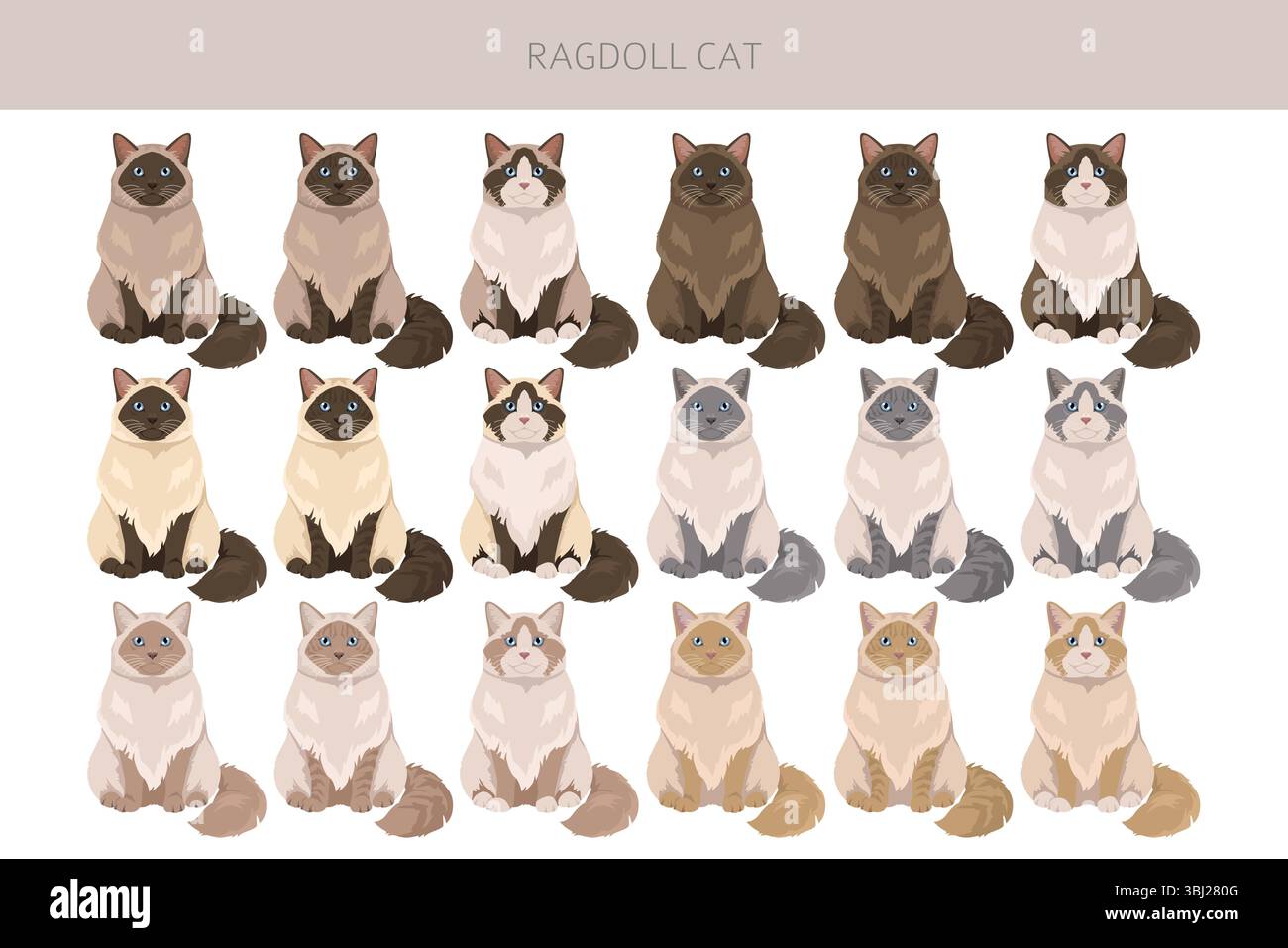 Clipart di Ragdoll Cat. Set di colori per tutti i rivestimenti. Infografica sulle caratteristiche di tutte le razze di gatto. Illustrazione vettoriale Illustrazione Vettoriale