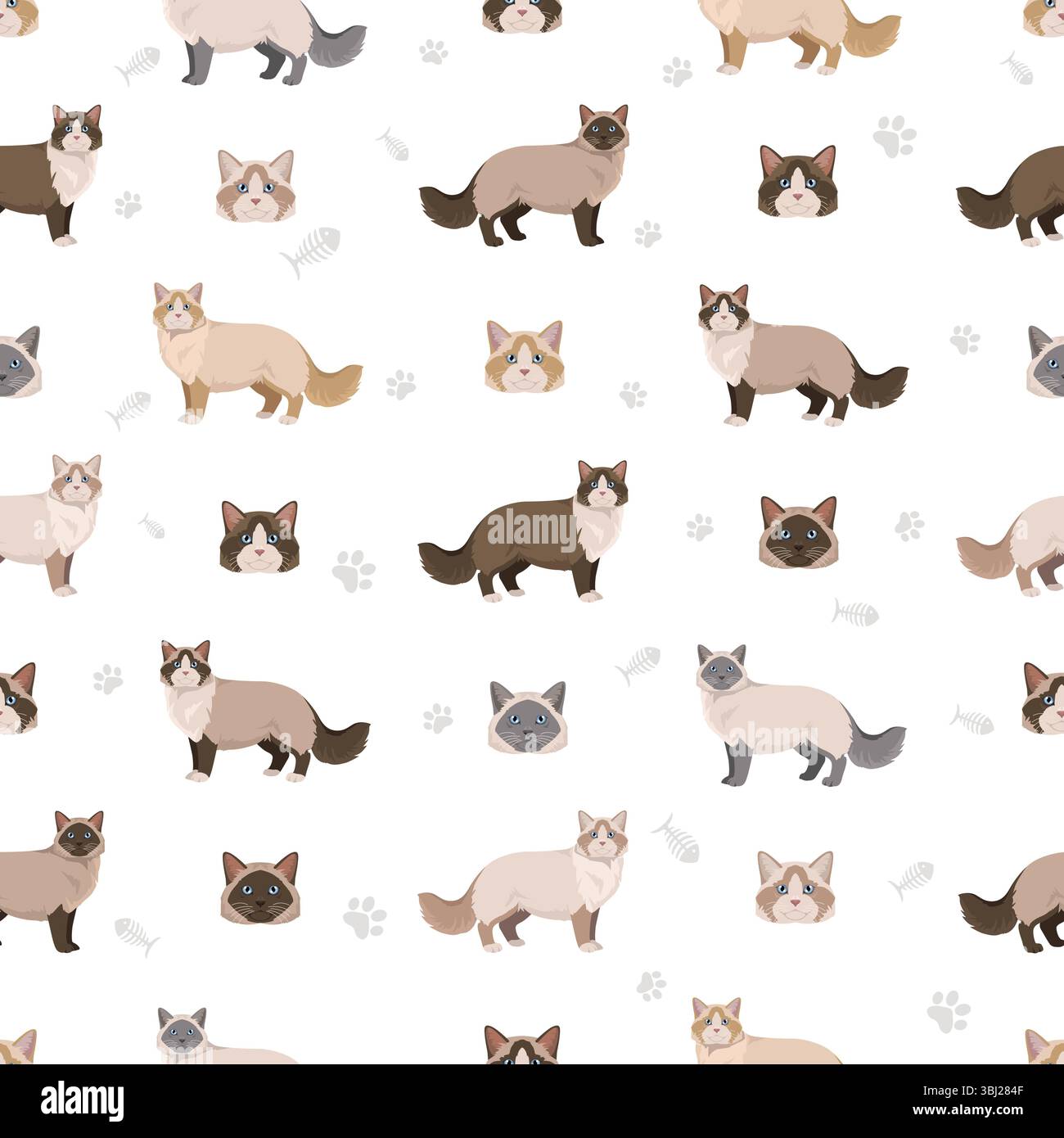 Clipart di Ragdoll Cat. Set di colori per tutti i rivestimenti. Infografica sulle caratteristiche di tutte le razze di gatto. Illustrazione vettoriale Illustrazione Vettoriale