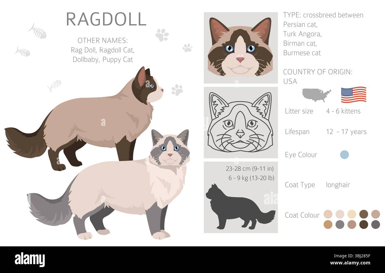 Clipart di Ragdoll Cat. Set di colori per tutti i rivestimenti. Infografica sulle caratteristiche di tutte le razze di gatto. Illustrazione vettoriale Illustrazione Vettoriale