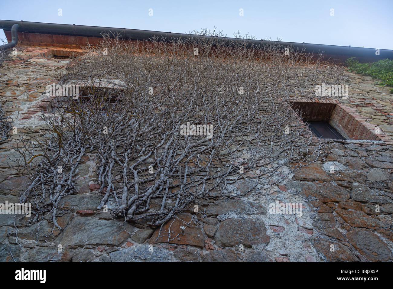 Viti secche che che coprono un muro rustico in pietra con finestre in una casa di villaggio europea, angolo verso l'alto Foto Stock
