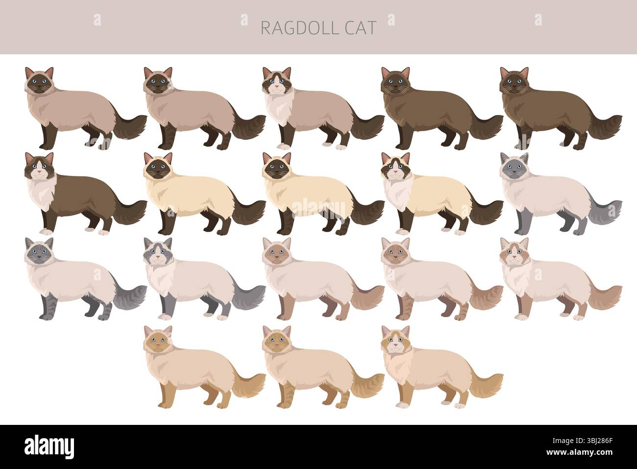 Clipart di Ragdoll Cat. Set di colori per tutti i rivestimenti. Infografica sulle caratteristiche di tutte le razze di gatto. Illustrazione vettoriale Illustrazione Vettoriale