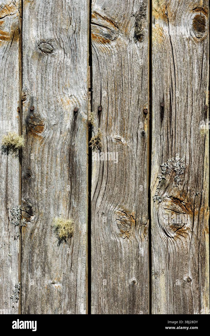 Vista ravvicinata delle tavole di legno intemperie che mostrano trame intricate e colori naturali, evidenziando la bellezza del legno invecchiato all'aperto. Foto Stock