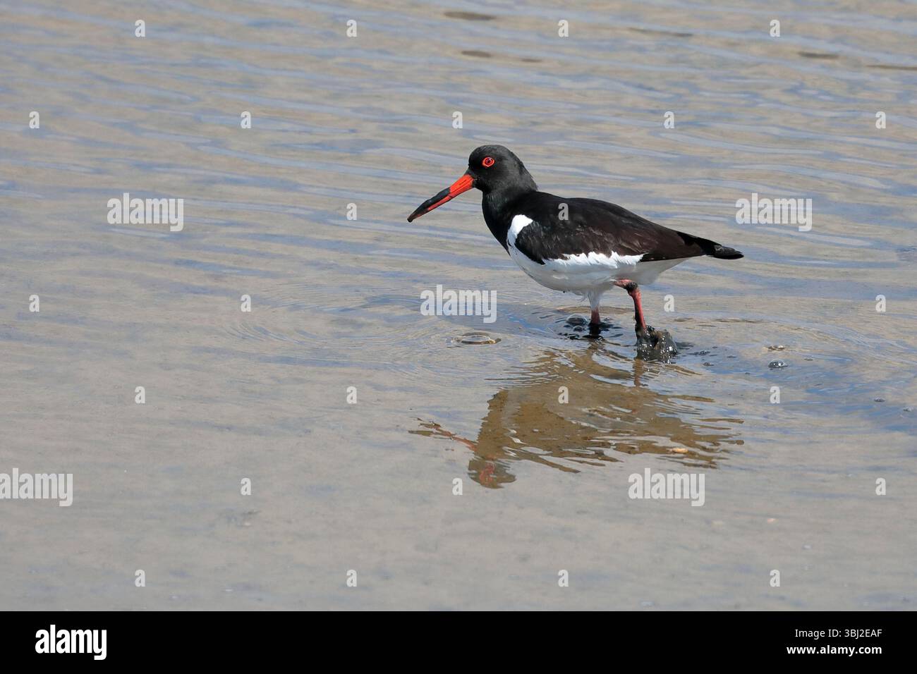 Un oystercatcher (haematopus ostralegus) che si getta in acque poco profonde, in cerca di cibo e rivolto verso sinistra Foto Stock