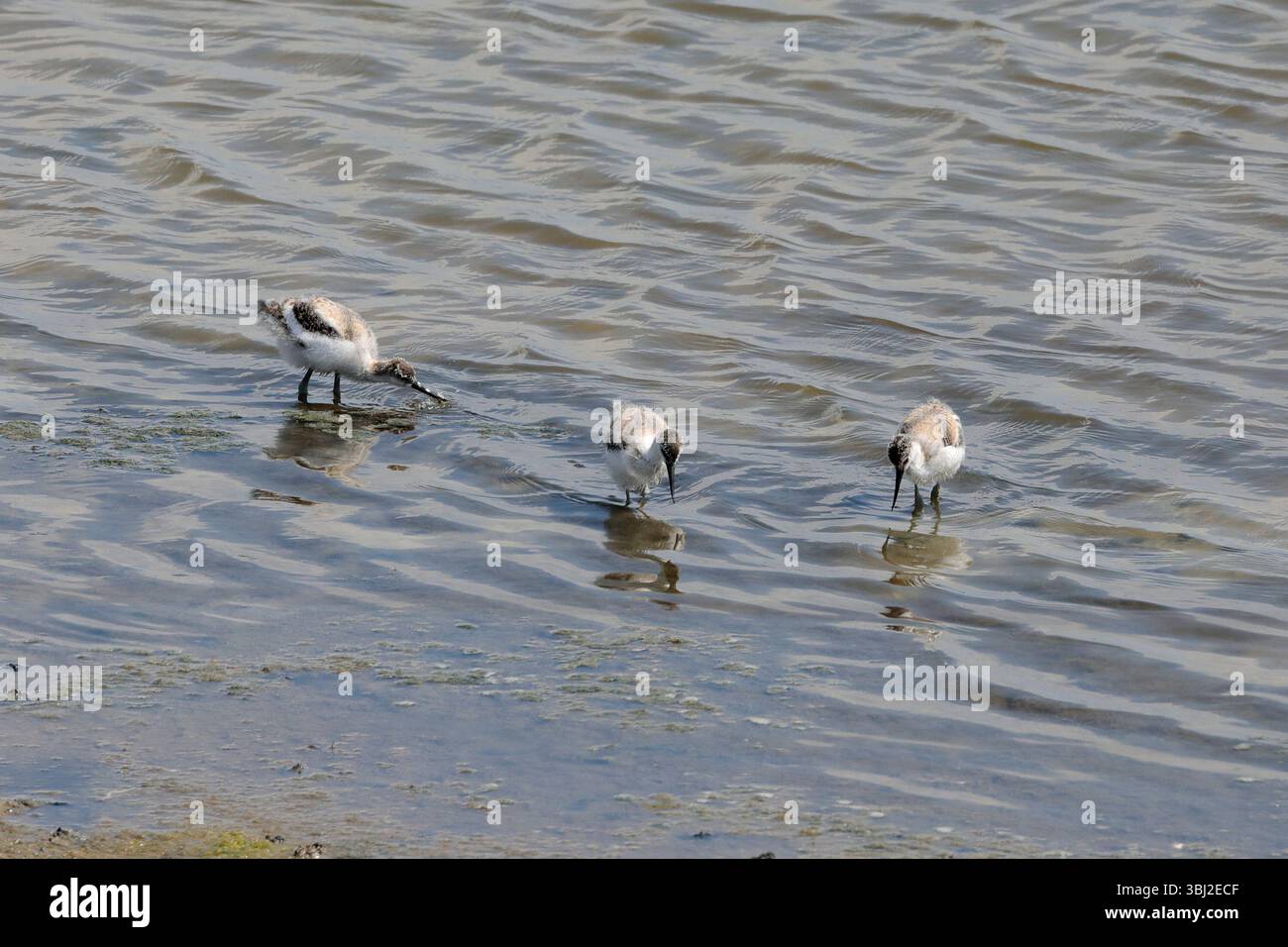 Tre pulcini d'avoceto (ricorvirostra) che nuotano in acque poco profonde in cerca di pesci Foto Stock