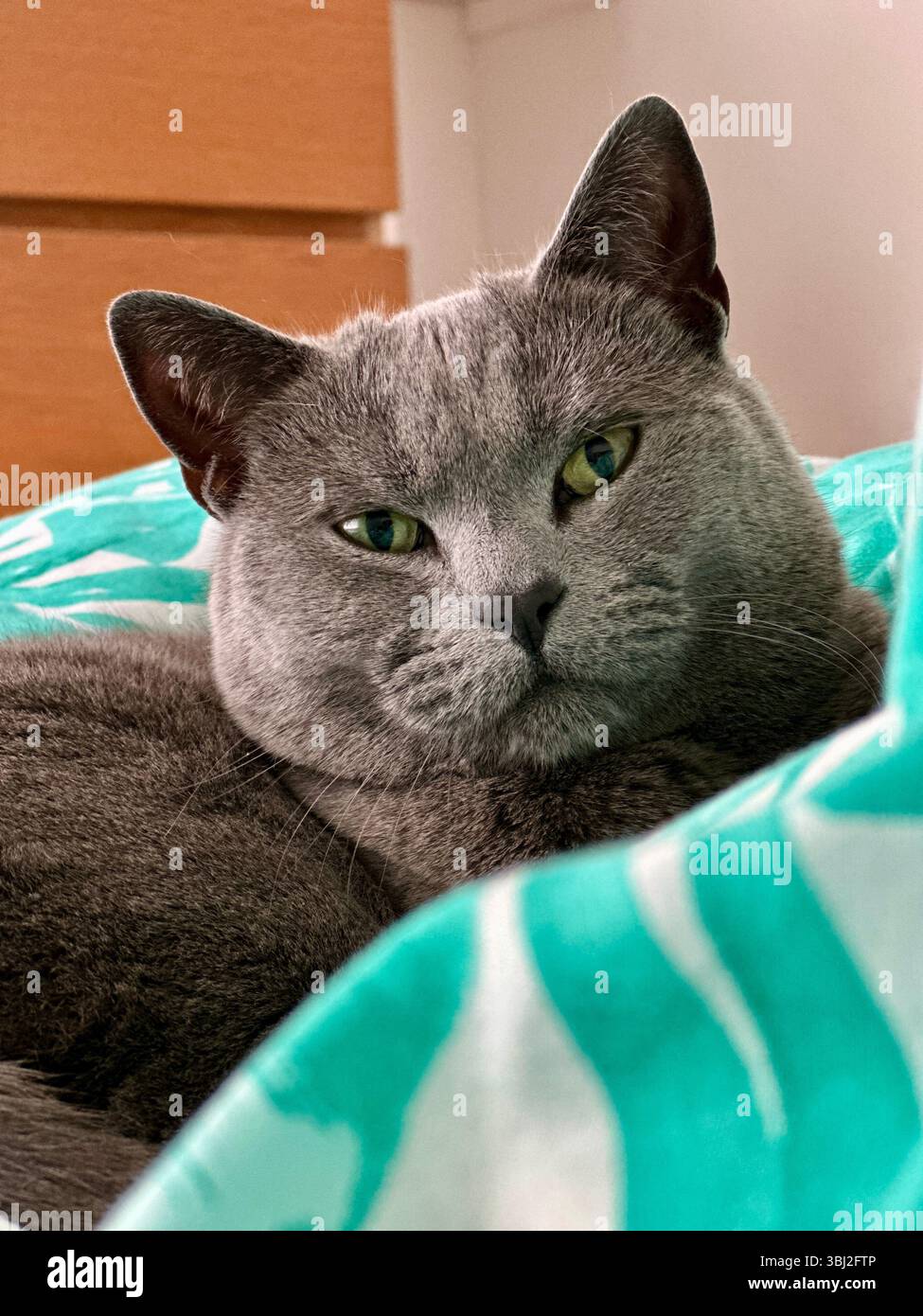 Primo piano di un piccolo gatto grigio sveglio su un piumino con stampa a palmo, guardando direttamente la fotocamera con un'espressione morbida - Immagine stock catturata con smartphone