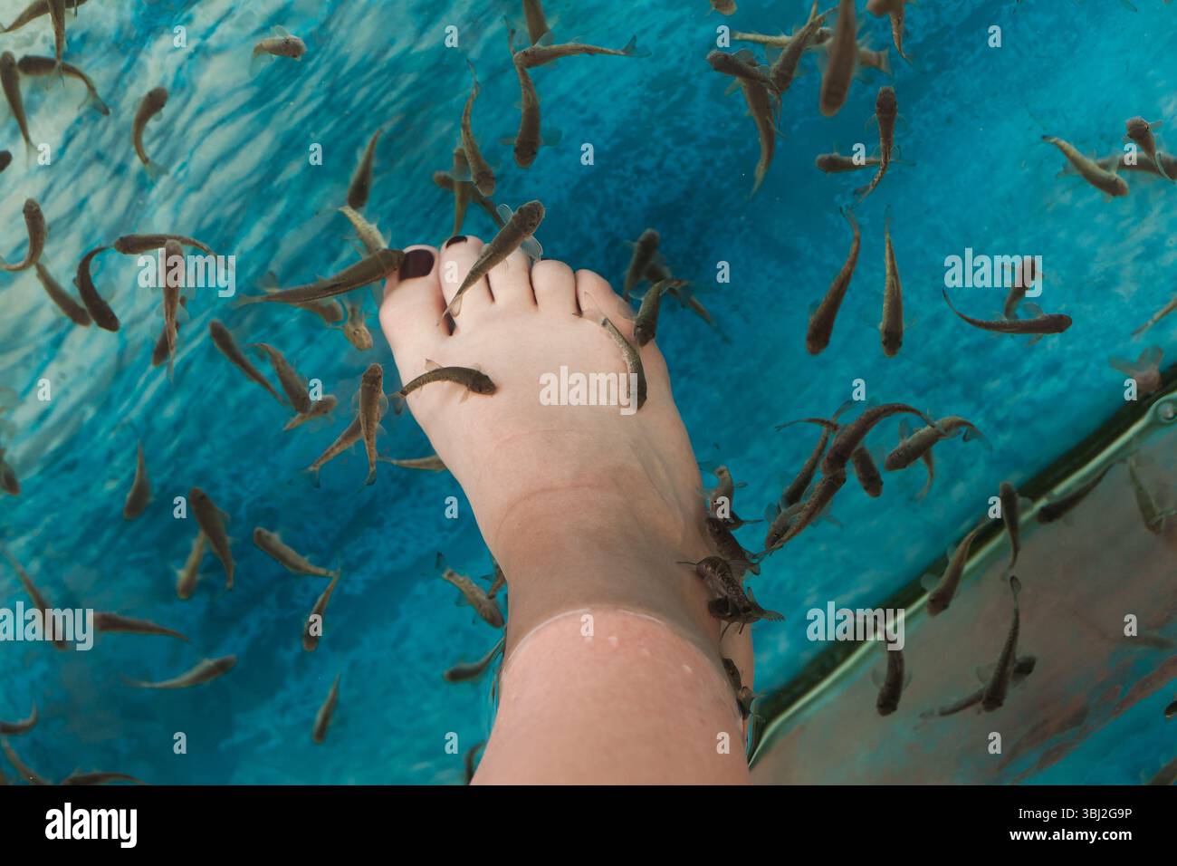 Un piede sommerso nell'acqua mentre piccoli pesci eseguono un trattamento spa, creando un'esperienza rilassante e rinfrescante. Foto Stock
