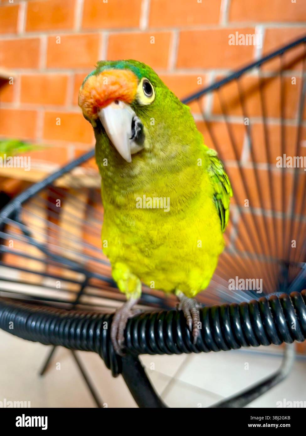 Un uccello verde a Puerto Escondido, Messico Foto Stock